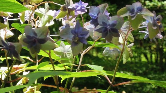 神戸市立森林植物園 ⑤幻の花と言われた「六甲の名花 シチダンカ」