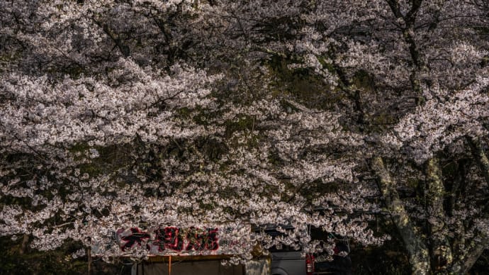 海津大崎の桜 19
