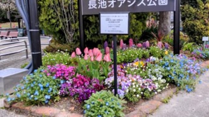【長池オアシス公園】『早朝ウォーキング 桜見物』熊取町 美熊台