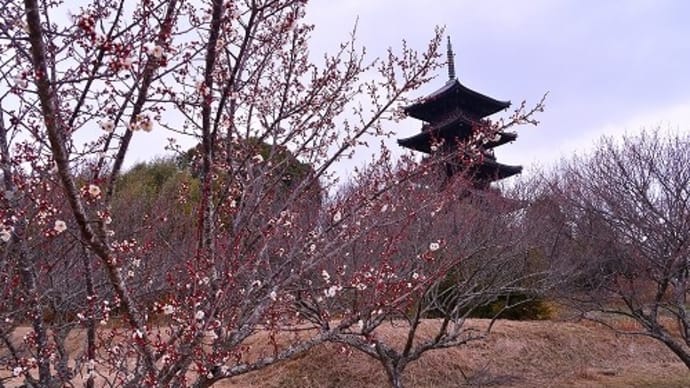 備中国分寺 梅