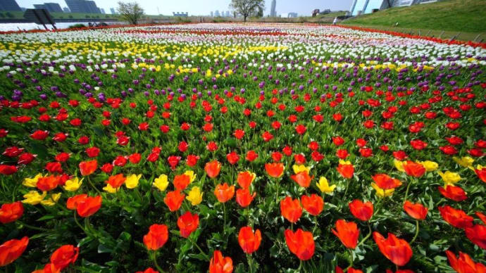 荒川河川敷のチューリップ(足立区都市農業公園 2022.4.11撮影)
