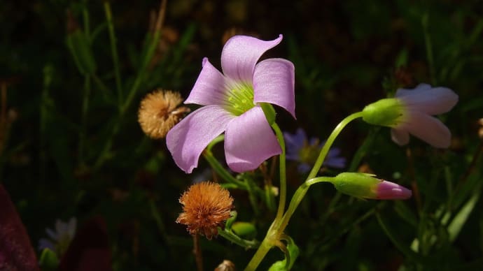 オキザリス・トリアングラリスの開花と、刻み昆布の話！？