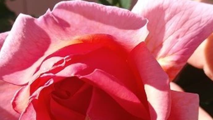 ラローズドゥ・モリナール♬＆通院の出来事と旧古川庭園の春薔薇（お嬢様言葉編）