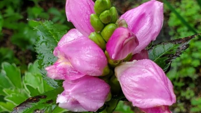 この花の名前「スピードリオン」でした