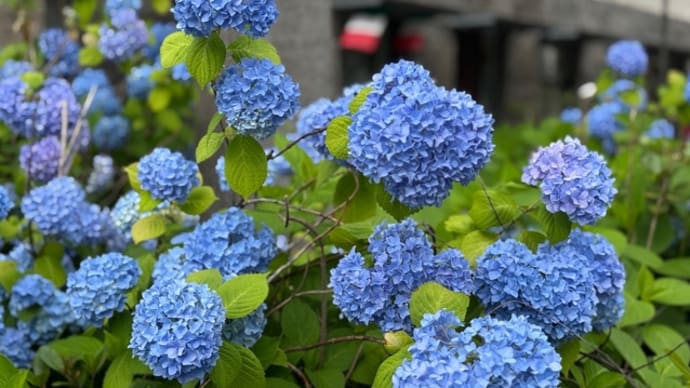 紫陽花