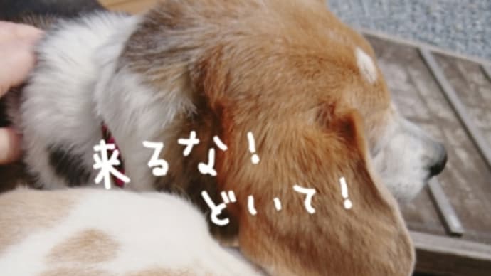 日向ぼっこ効果絶大。