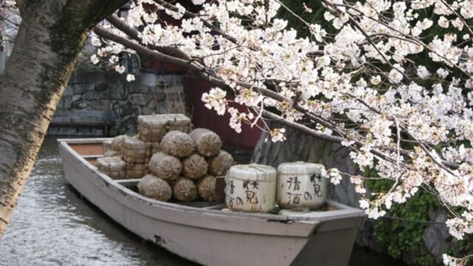 京都　高瀬川四条・桜ライトアップ (3月下旬～4月上旬(予定・桜の開花にあわせて) 