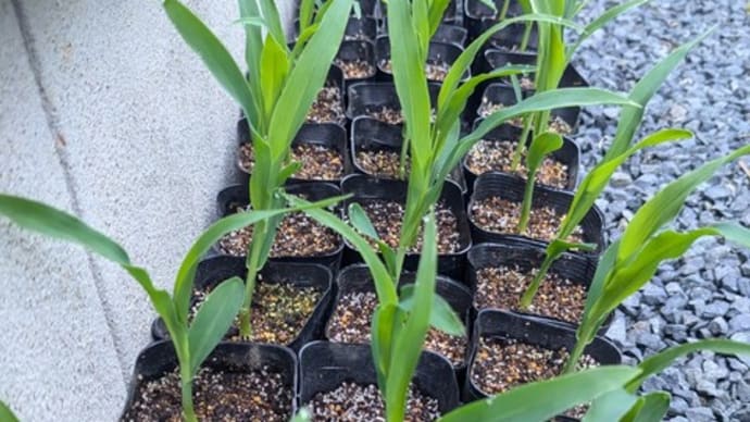 地植え待ち状態