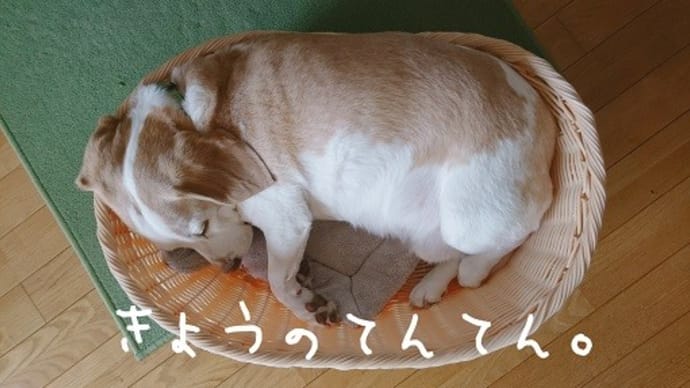デブわんこ、ドローン撮影(笑)