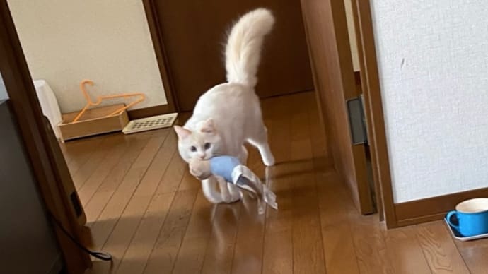 ぬいぐるみを持ってきてくれるヒメ可愛すぎ! 眺めるトノも可愛いらしい♪