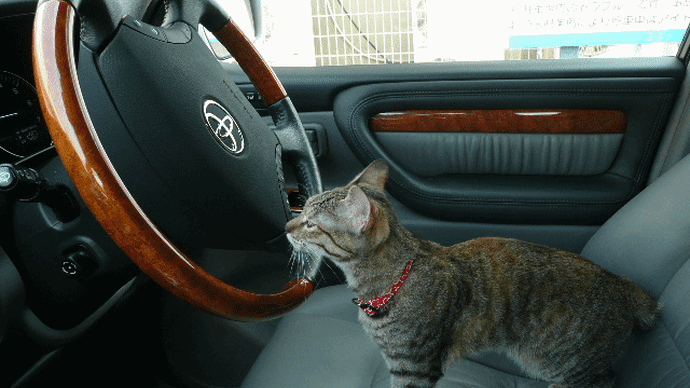 2008年思い出の旅は猫との旅