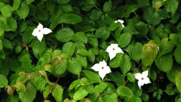 やまぼうしの花