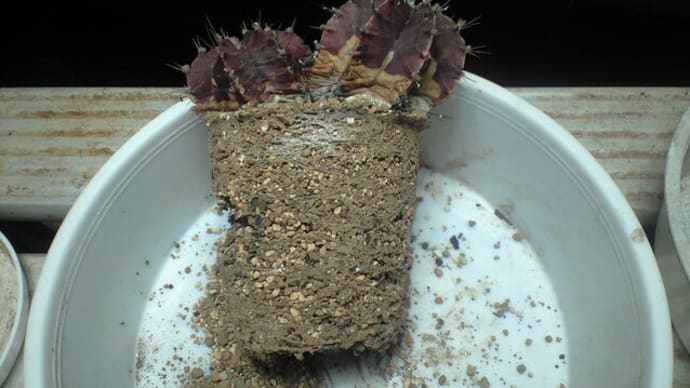 「牡丹玉」も植え替えです