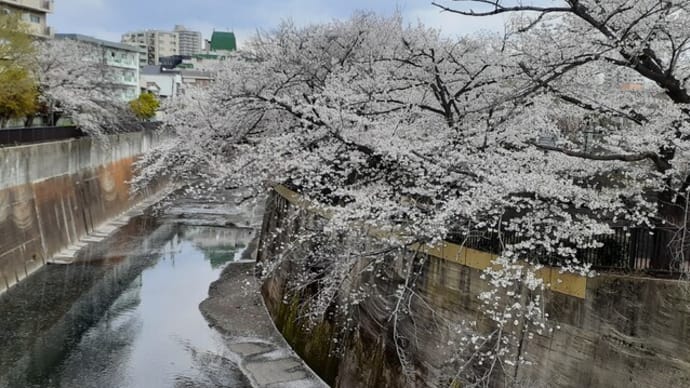 音無親水公園の桜と青もみじ