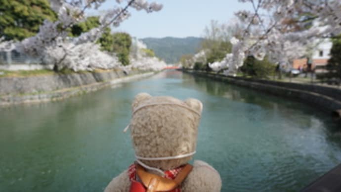 やっぱり外せない～「平安神宮」エリアの桜。琵琶湖疏水を彩るソメイヨシノが満開
