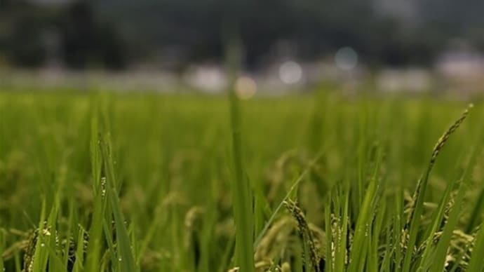 「雨の運動会練習日」