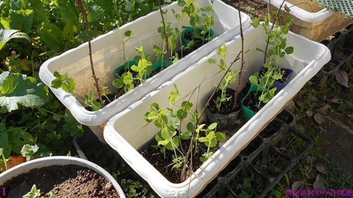 <我が家の菜園486> スナップエンドウ 移植