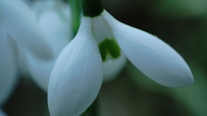 ●我が家の11月の花(7) スノードロップが開花 夏を越したガーデンシクラメンも開花 ドウダンツツジの紅葉