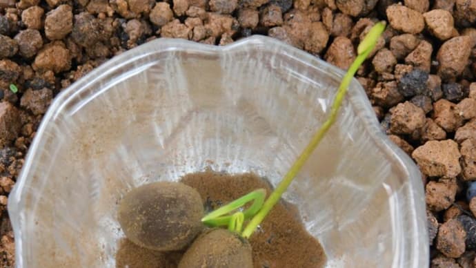 ハスを発芽させてみた その2 根茎が出てきた