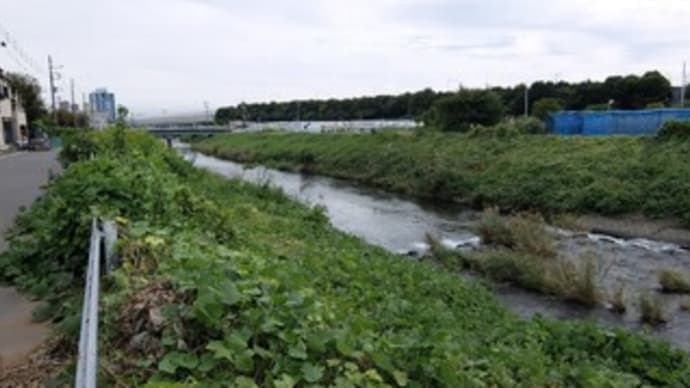 2024神奈川河川ﾎﾟﾀﾘﾝｸﾞ『玉川』④宮の御所橋～通案橋 厚木の郊外へ