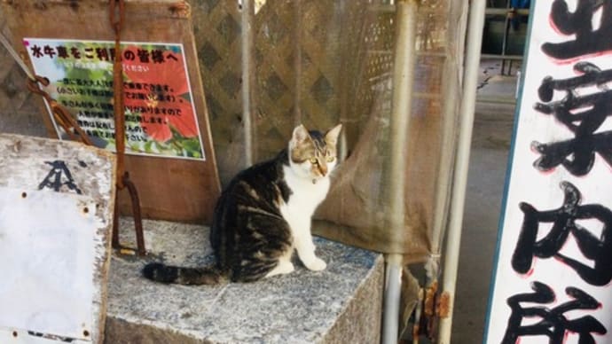 朝の散歩