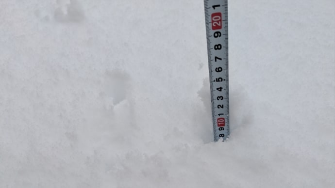 雪中甘藍に雪中ブロッコリー