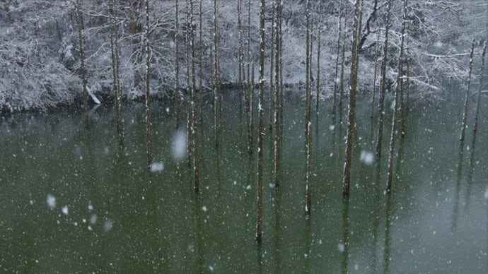 立ち枯れの木に降る雪