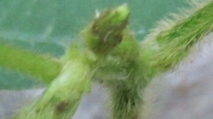 花が咲かなかった?黒豆