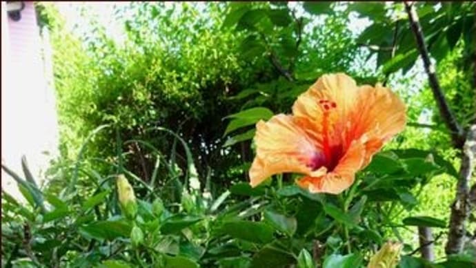 テラスの花たち★アフターガーデニング★アンズ