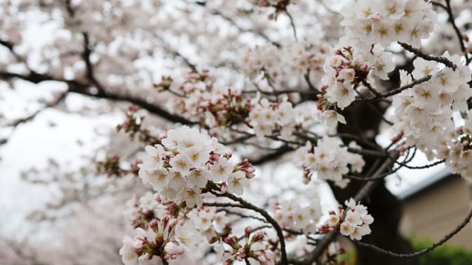 京都高野川の見頃の桜