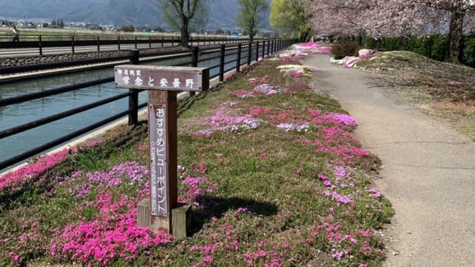 信濃路も桜が満開🌸