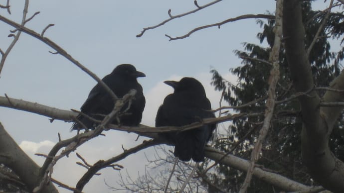 カラスさんたち、ピーナツ大好き