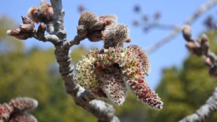 蜻蛉池公園(岸和田市)の春、ヤマナラシの花他