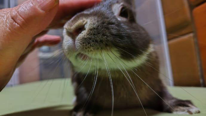 トライアルの前に
