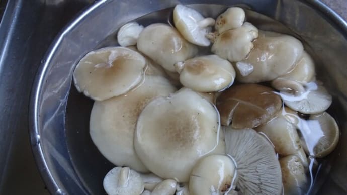 神様からの贈り物、ブナシメジ