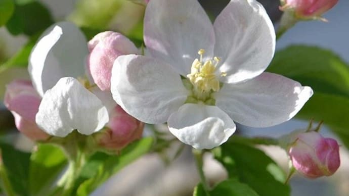 庭のリンゴ（１）「秋茜」ー１ 春の花