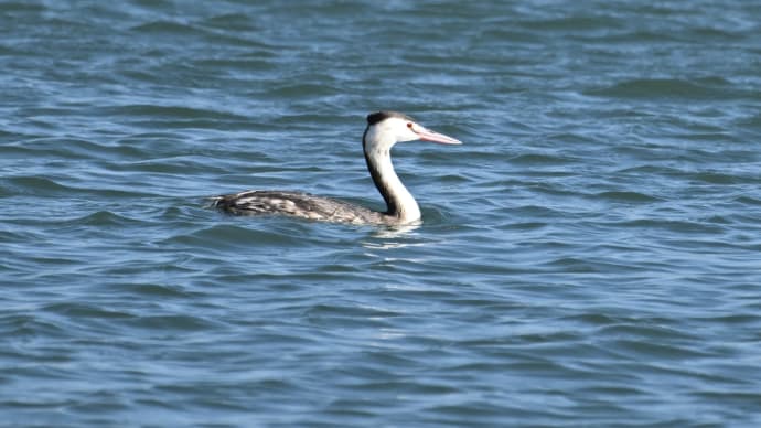 ◆鳥が増えた大原漁港(いすみ市)