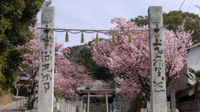 吉藤三島神社の薄紅寒桜♪(3月4日)