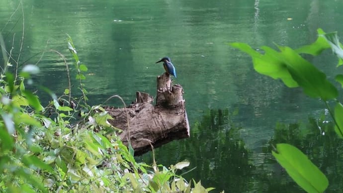 8月の吉祥寺・井の頭公園