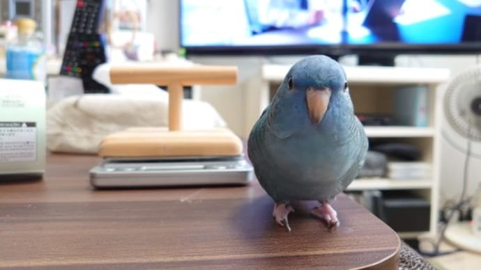 ネット編みのふんわりケープ完成