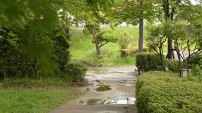 雨上がりのバラ園へ。