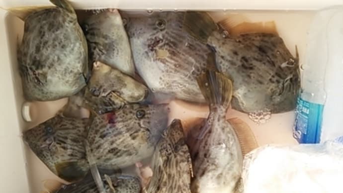 爆風!カワハギ釣り