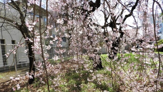 しだれ桜 & クリスマスローズ苗の管理