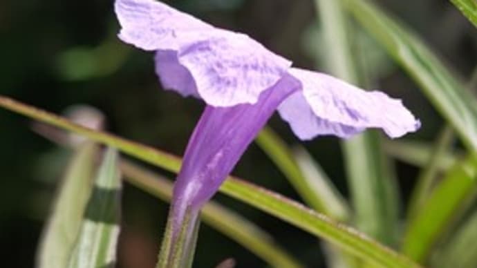 神無月十二日。開花したり実ったりのワタの木