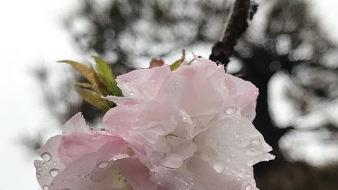 未明から雨が続く☔️