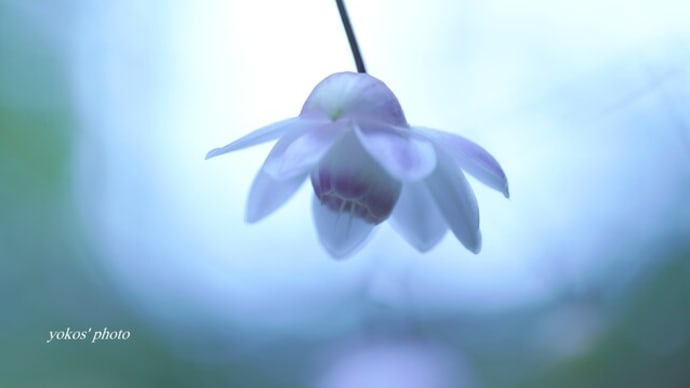 森の妖精