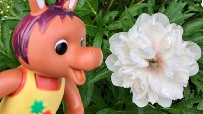 ロバくんと芍薬の花