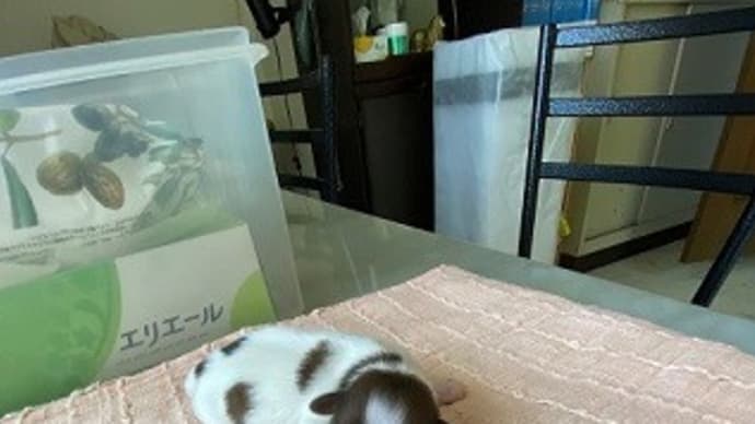 パピヨン・生後4日目