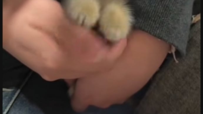今日も1日お疲れさまです🐱