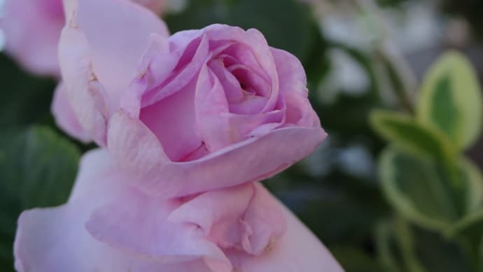 おしゃべりgardenおばちゃま 2年6月25日 オープン